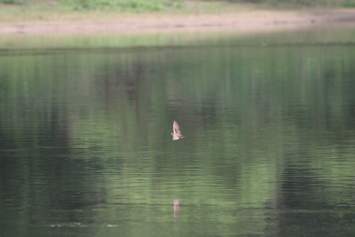 Northern Rough-winged Swallow - ML346254431