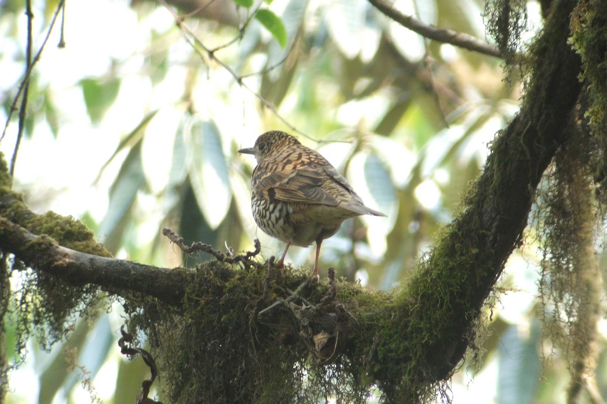 Scaly Thrush - ML346254691