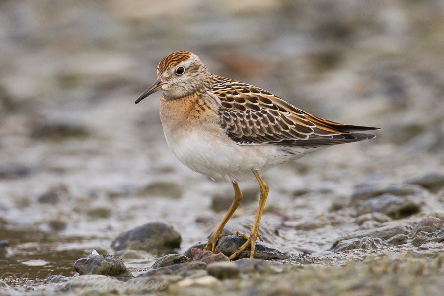 Sharp-tailed Sandpiper - Teslin Lake Bird Observatory