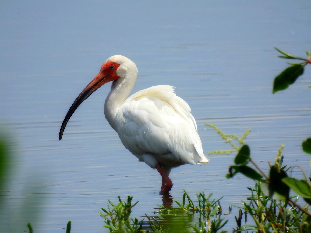 ibis bílý - ML346254851