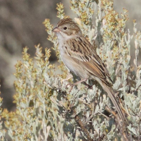 Brewer's Sparrow - ML34625871