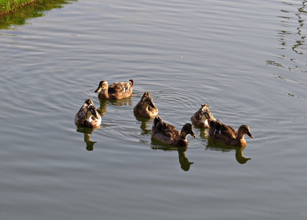 Canard colvert - ML346259831