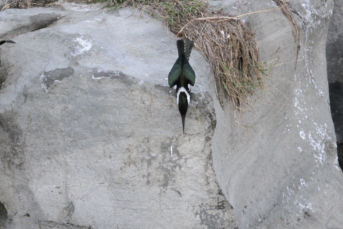 Amazon Kingfisher - ML346260471