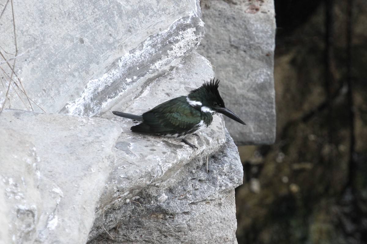 Amazon Kingfisher - ML346260511