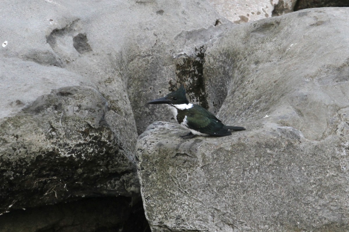 Amazon Kingfisher - ML346260541