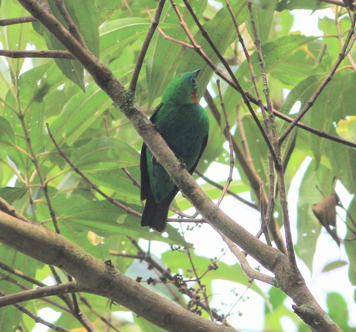 Orange-eared Tanager - ML346261231