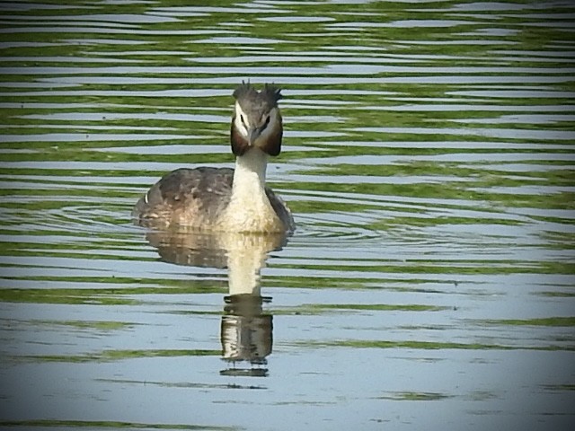 カンムリカイツブリ - ML346262311