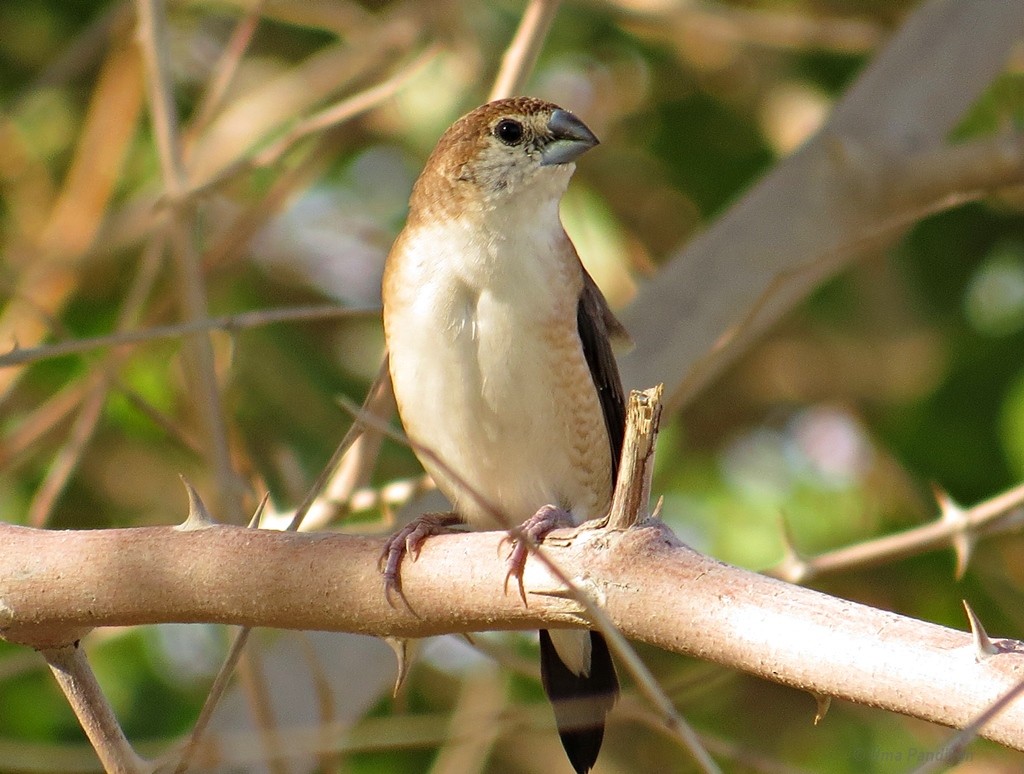 Indian Silverbill - Uma Pandiyan