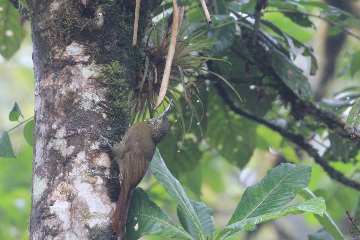 Olive-backed Woodcreeper - ML346262571