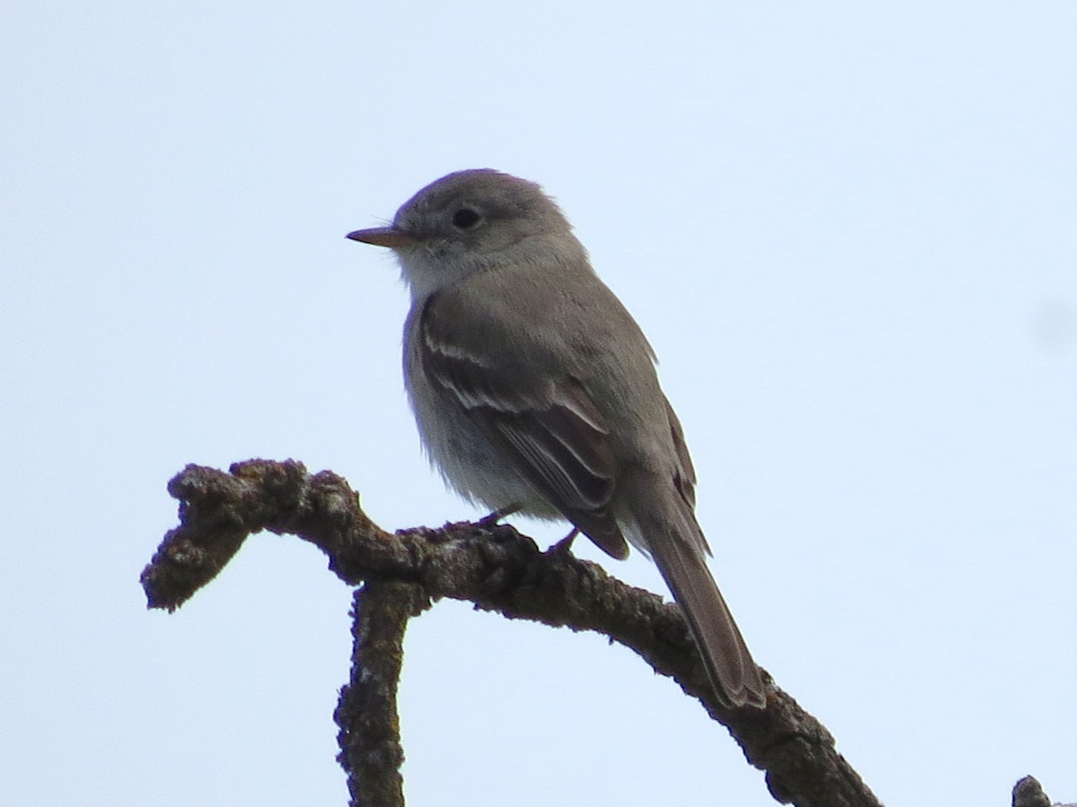 Gray Flycatcher - ML34626301