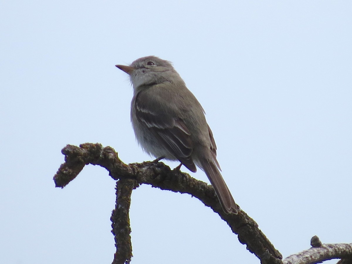 Gray Flycatcher - ML34626311