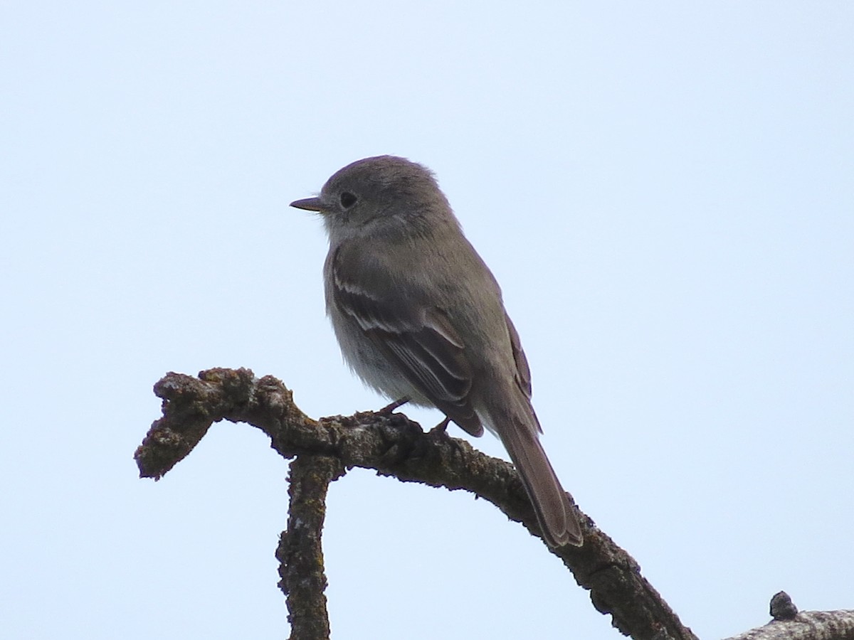 Gray Flycatcher - ML34626321