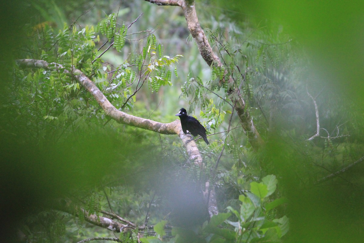 Amazonian Umbrellabird - ML346263951
