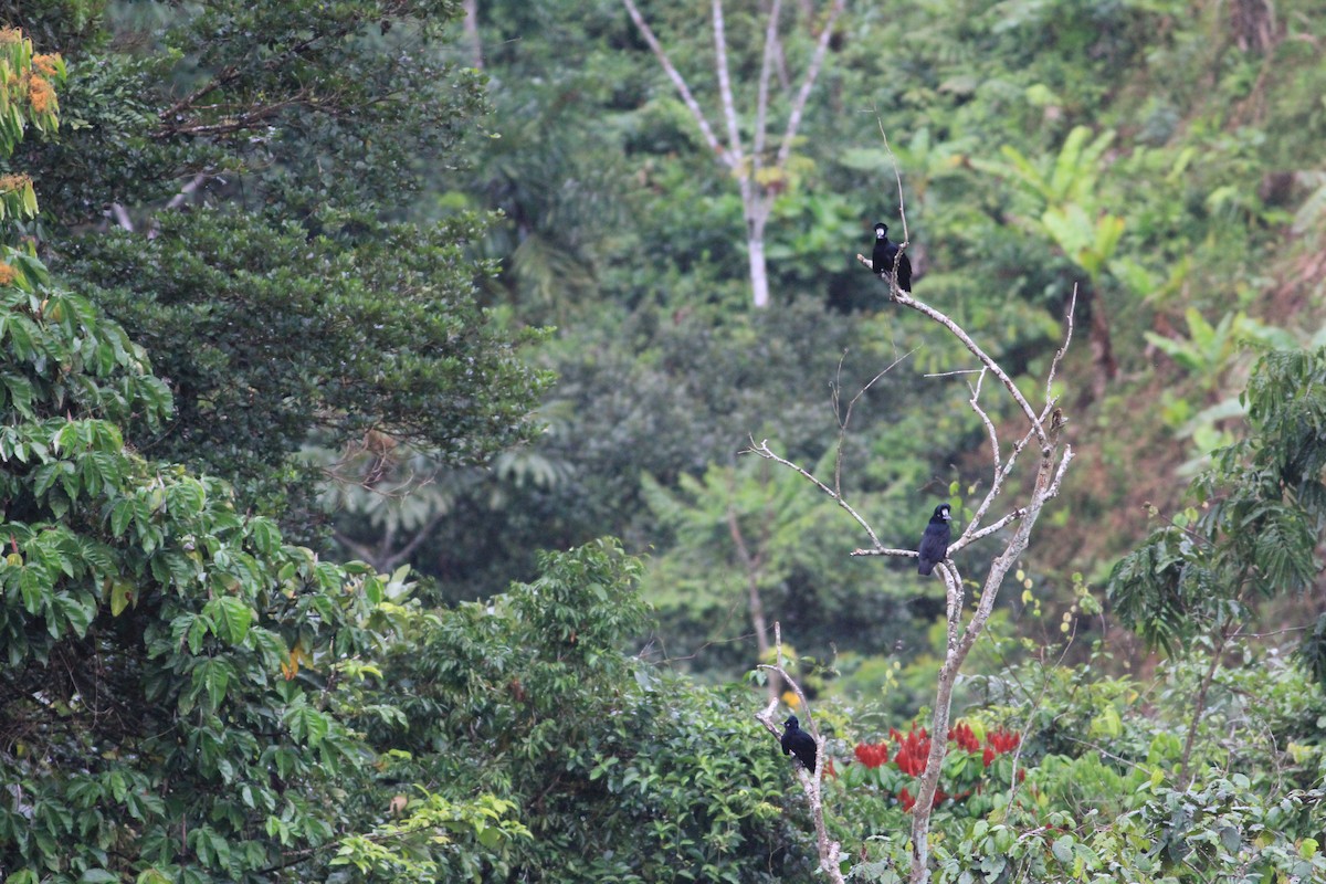 Amazonian Umbrellabird - ML346263971