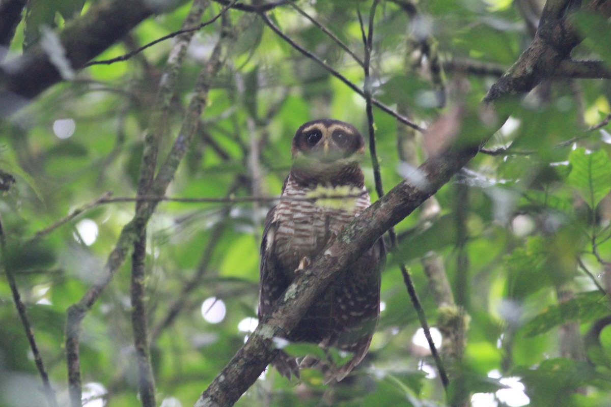 Band-bellied Owl - ML346264151