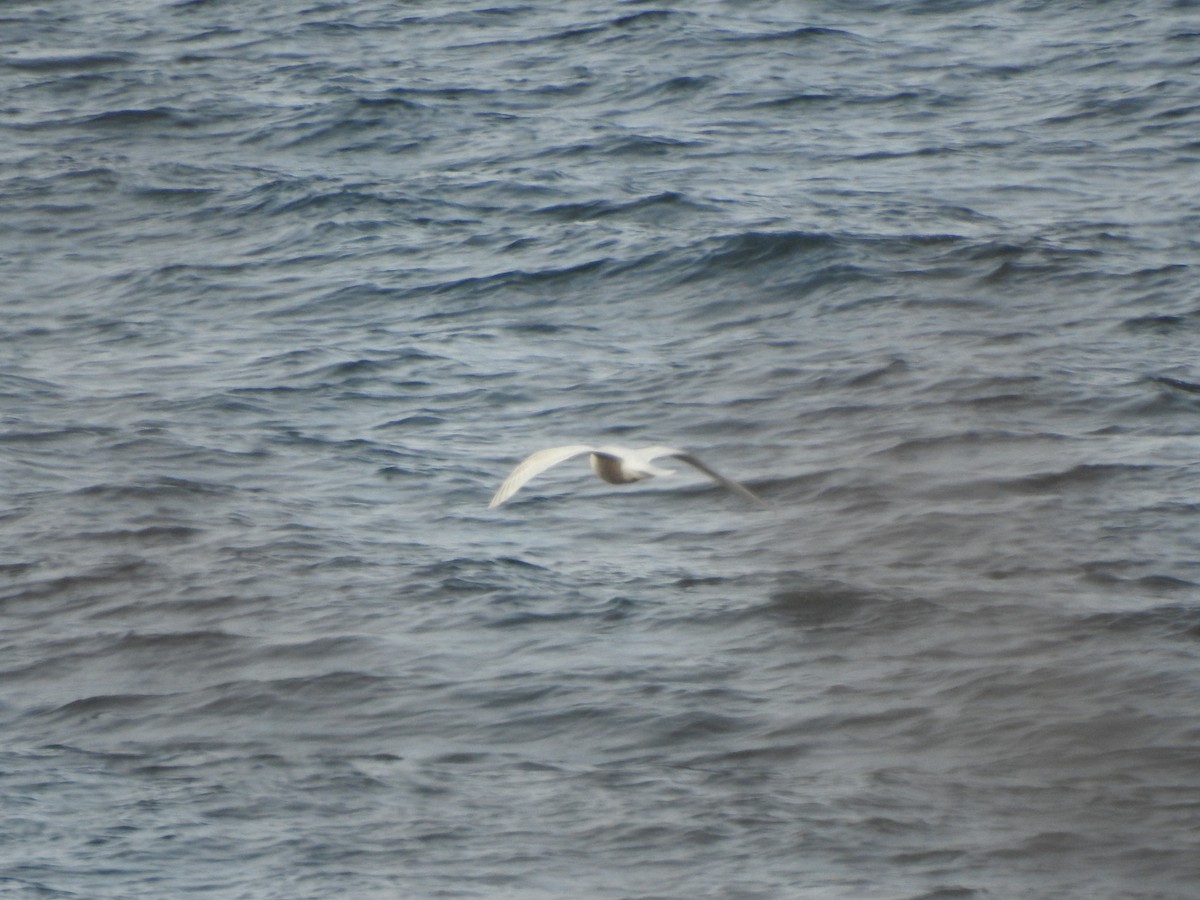 Glaucous Gull - ML346264561