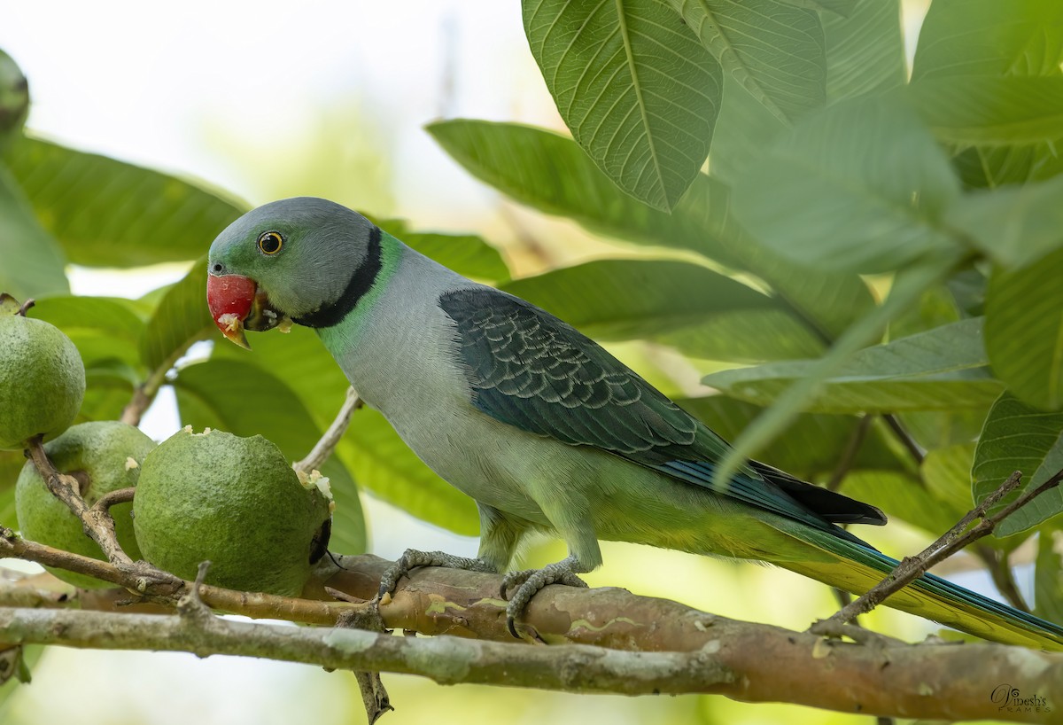 Malabar Parakeet - Dinesh Kumar