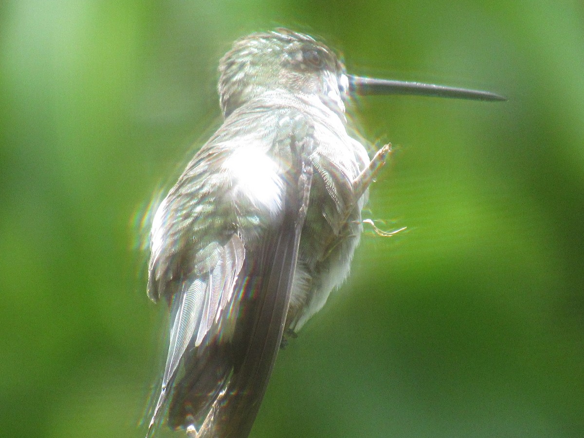 kolibřík hvězdohrdlý - ML346266331
