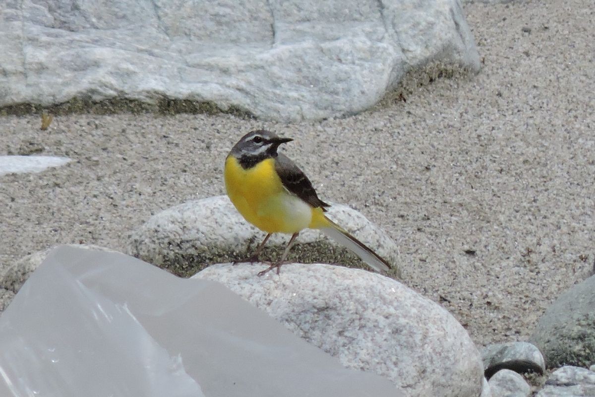 Gray Wagtail - ML34626731