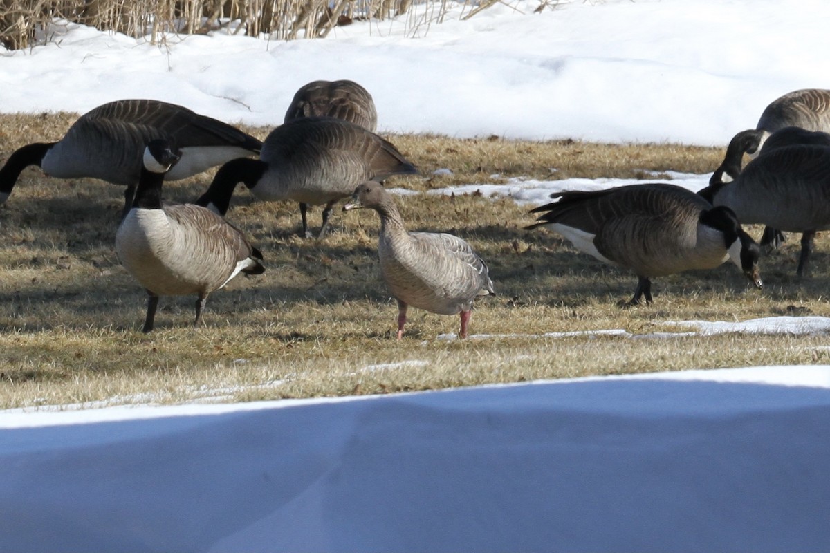 Pink-footed Goose - ML346269851
