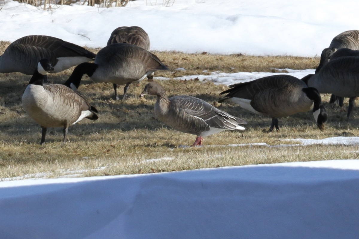 Pink-footed Goose - ML346269861