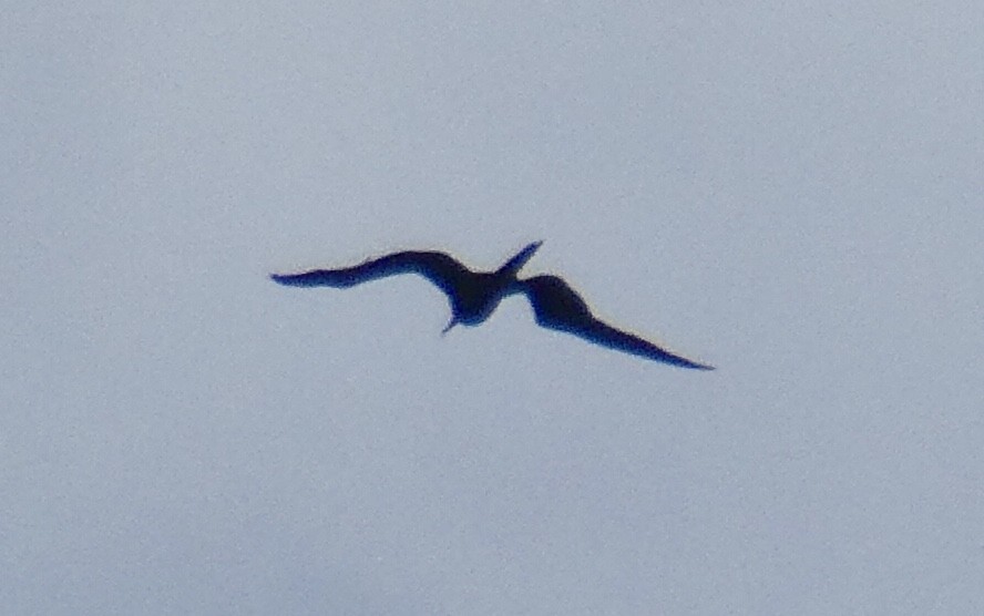 Magnificent Frigatebird - ML346271241