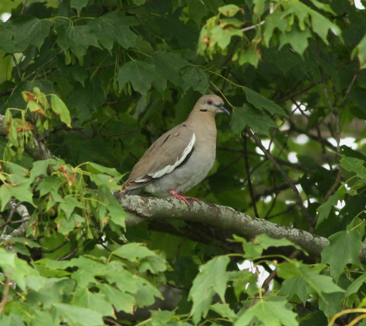 White-winged Dove - ML346272341