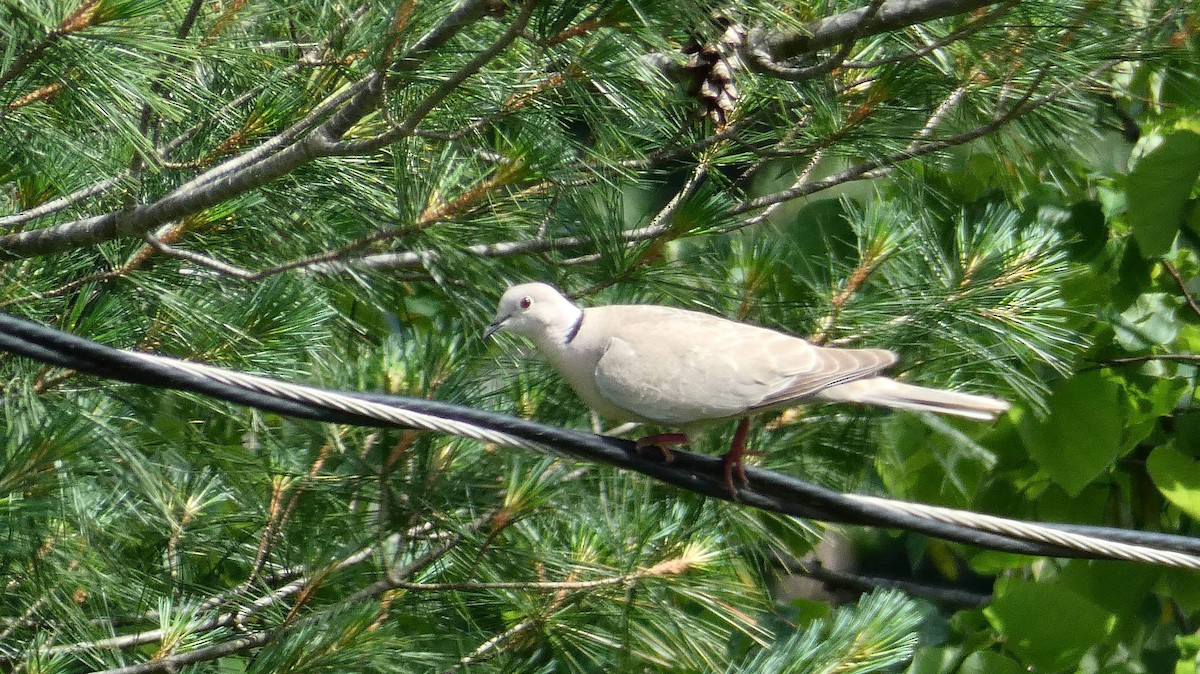 Eurasian Collared-Dove - ML346273361