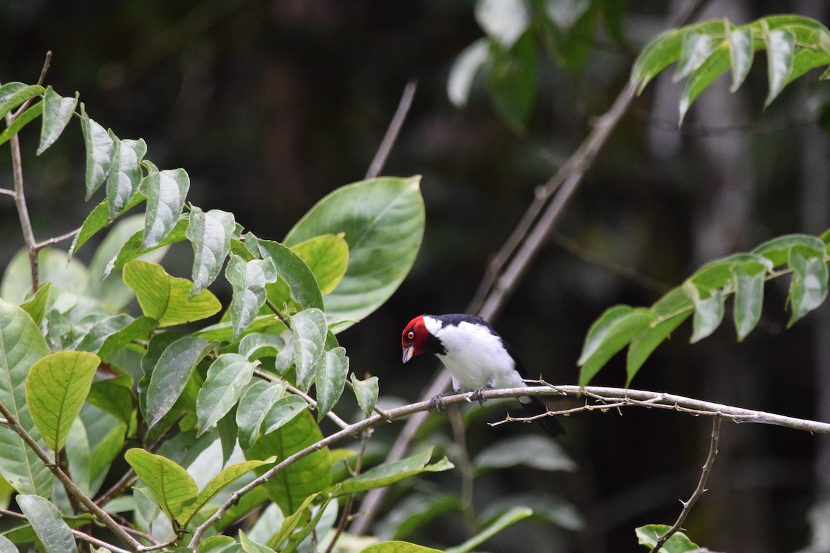 Red-capped Cardinal - ML346274251