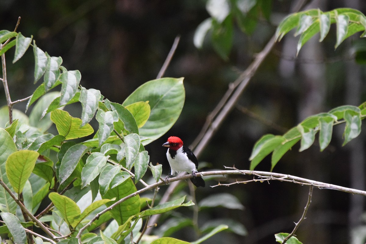 Red-capped Cardinal - ML346274261