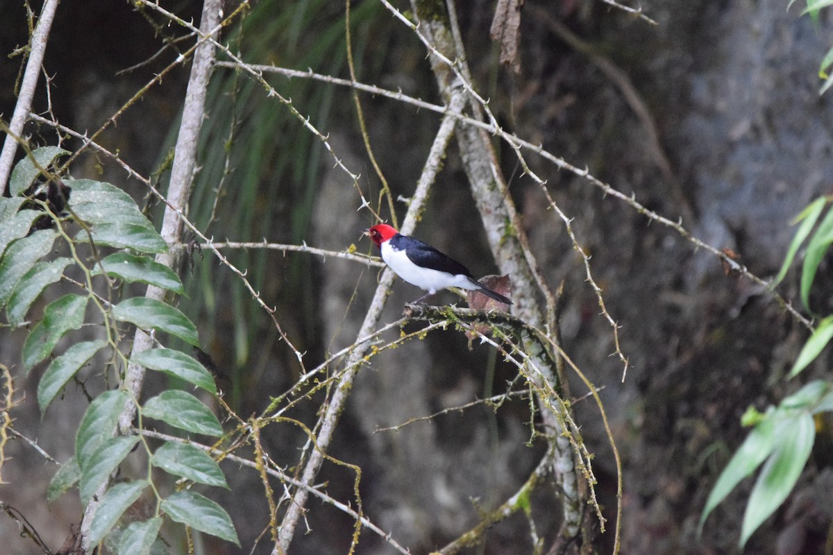 Red-capped Cardinal - ML346274271