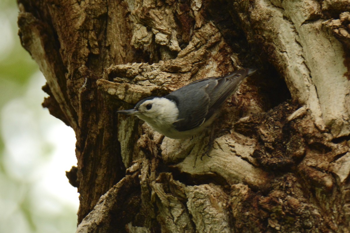 White-breasted Nuthatch - ML346274721