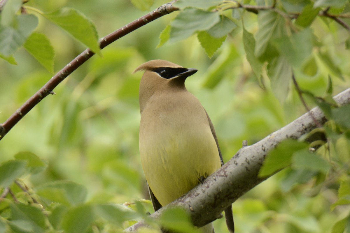 Cedar Waxwing - ML346274811