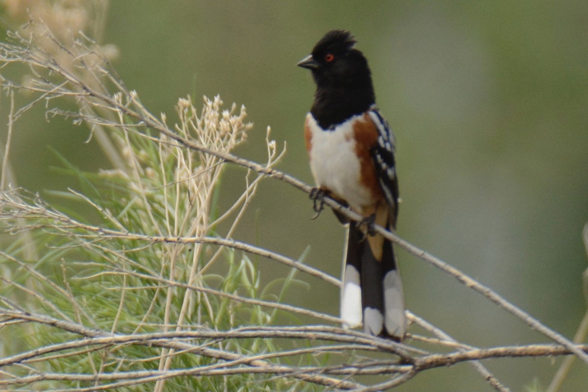 Spotted Towhee - ML346274821