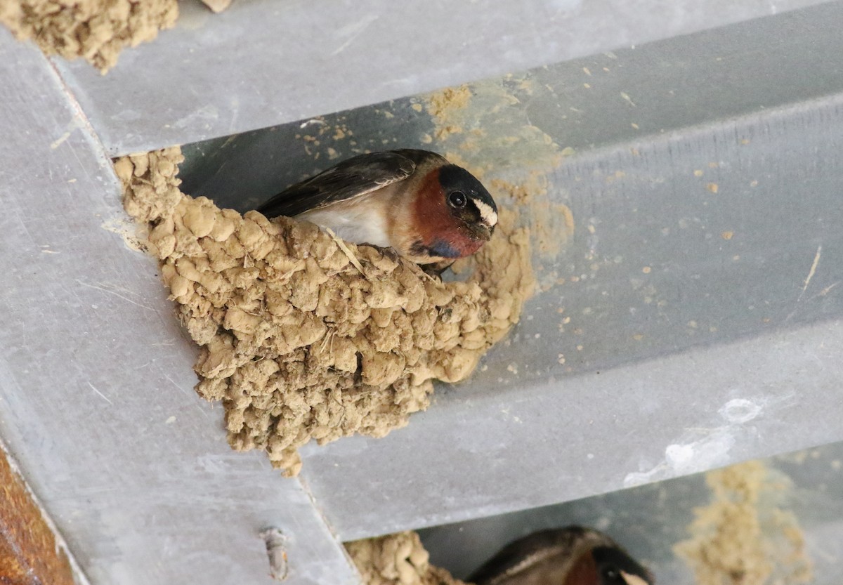 Cliff Swallow - ML346274861