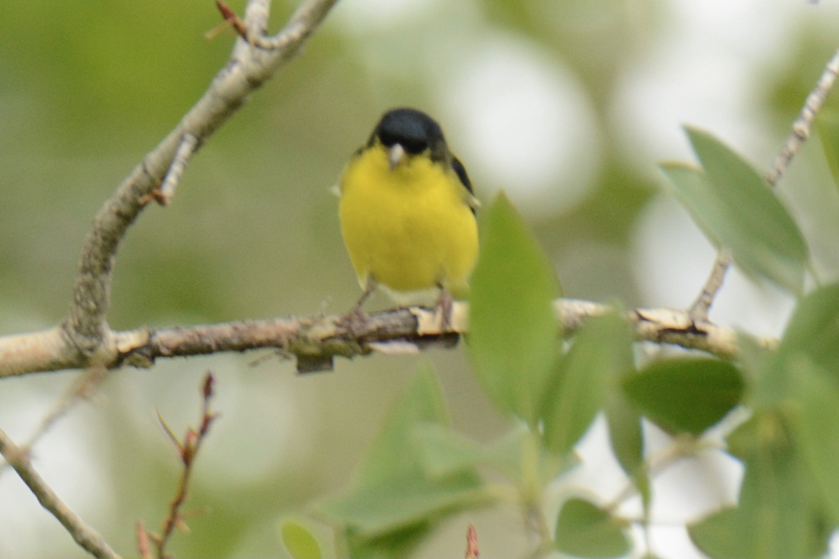 Lesser Goldfinch - ML346274951