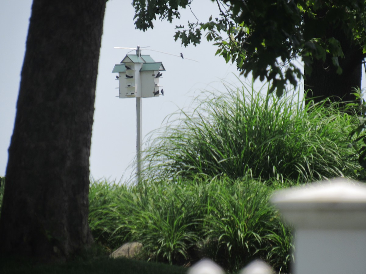 Purple Martin - ML346275881