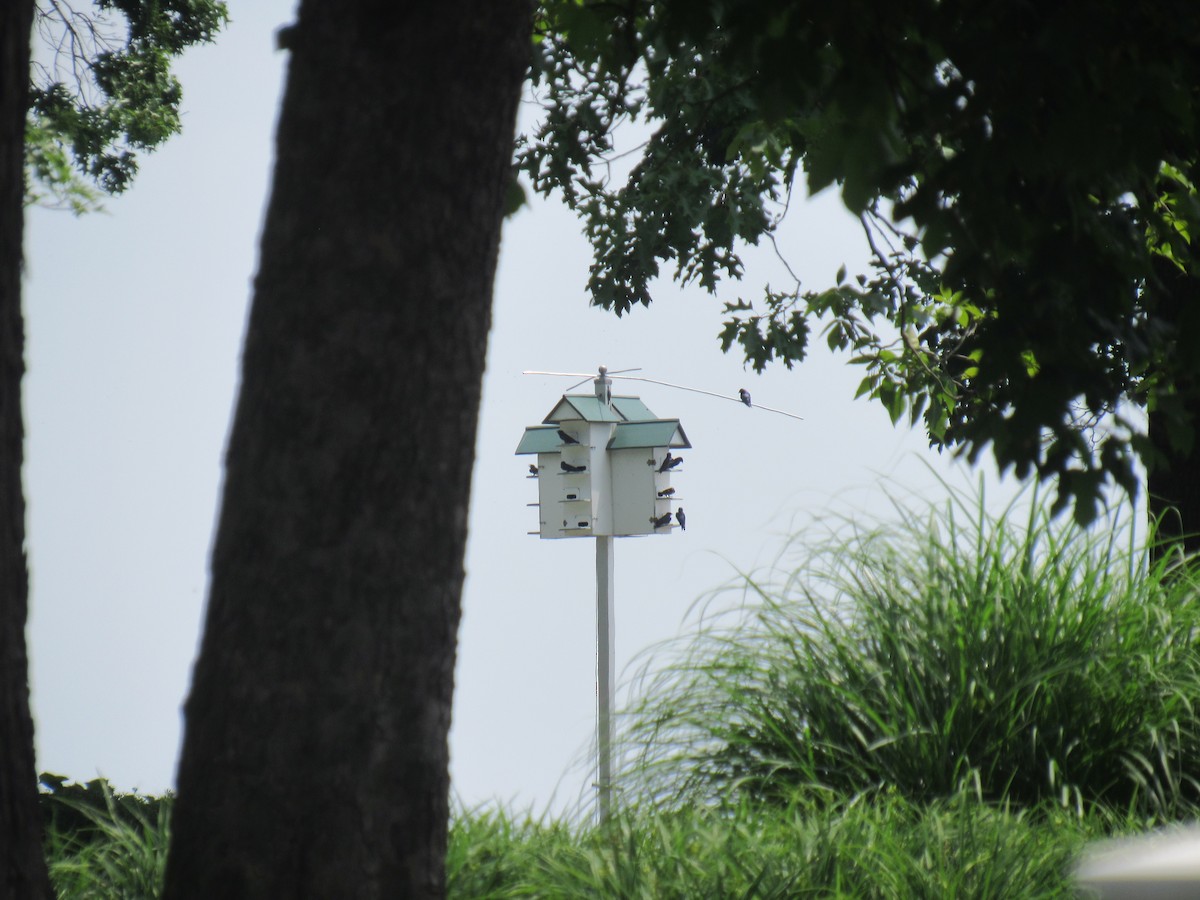 Purple Martin - ML346275921