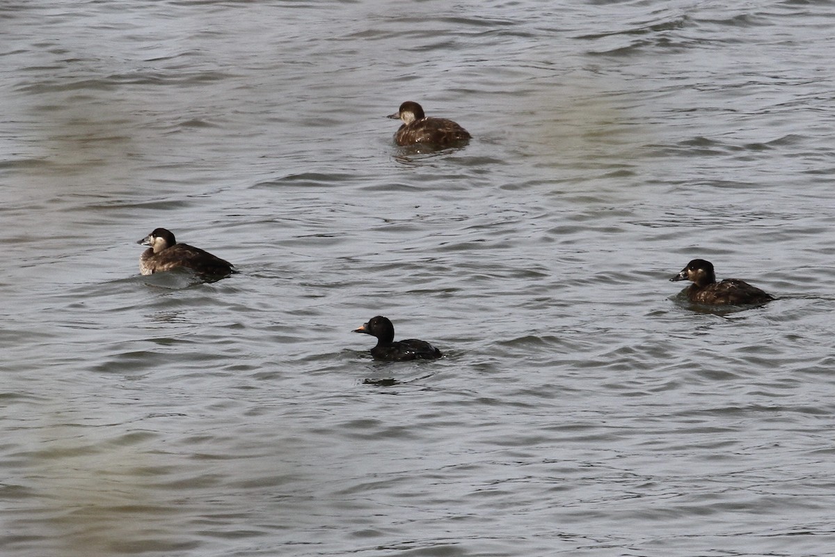 Common Scoter - Dan King