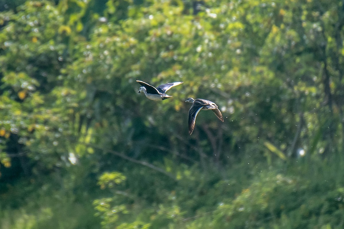 Cotton Pygmy-Goose - ML346280531