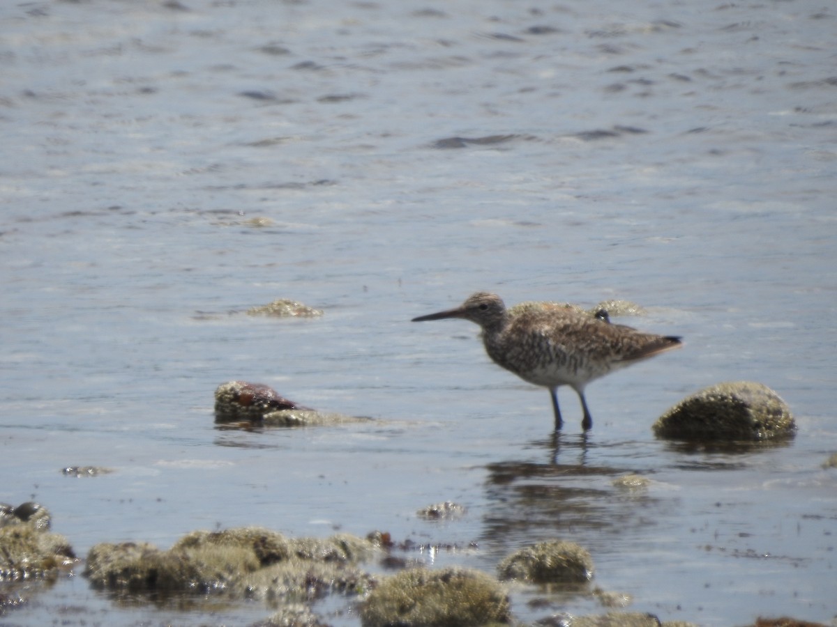 Willet - ML346280611