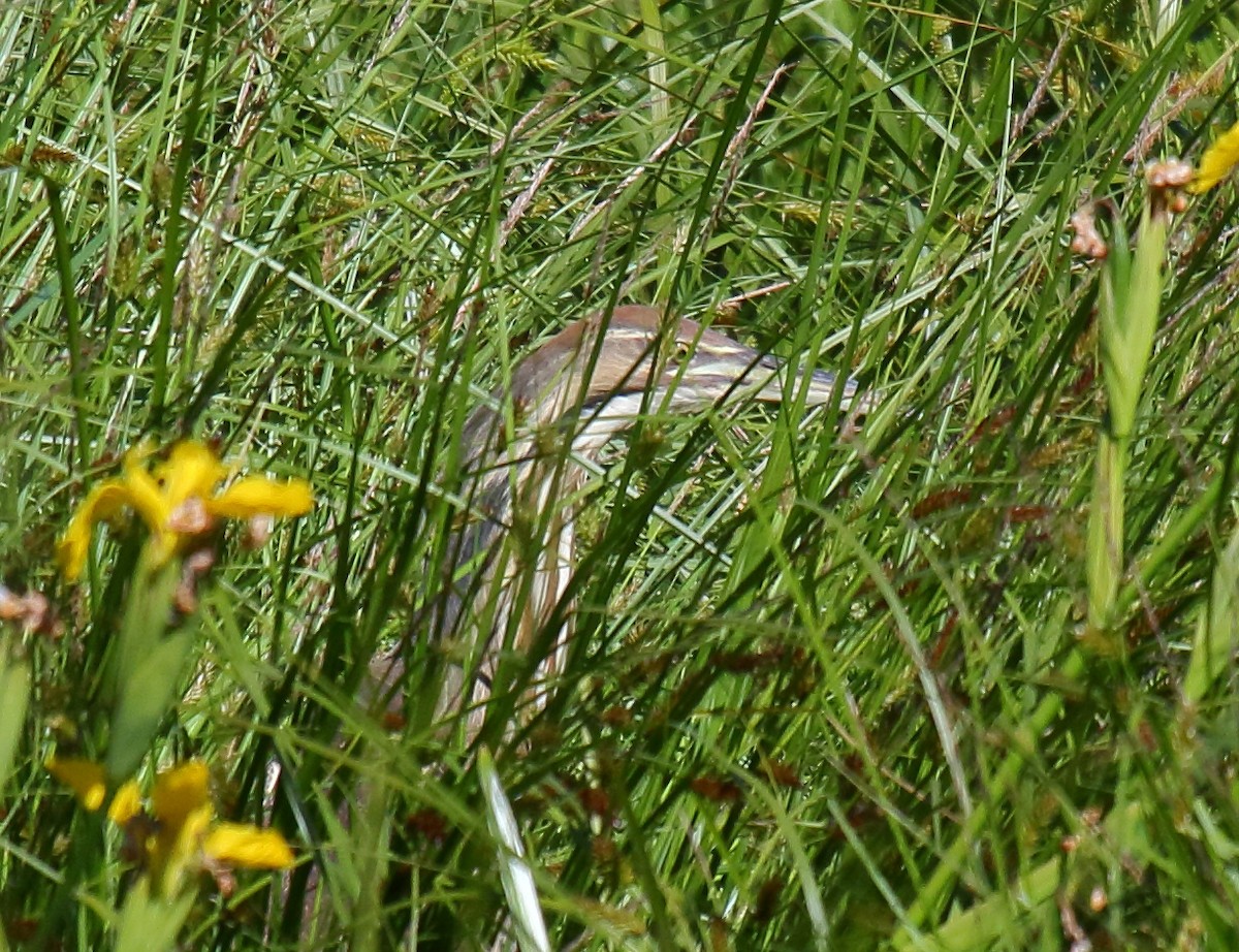 American Bittern - ML346282651