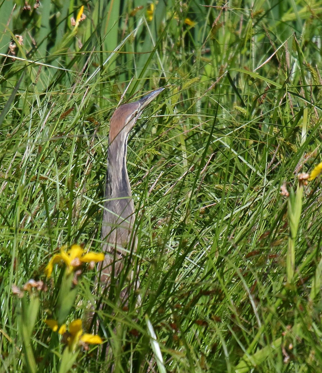 American Bittern - Greg Gillson