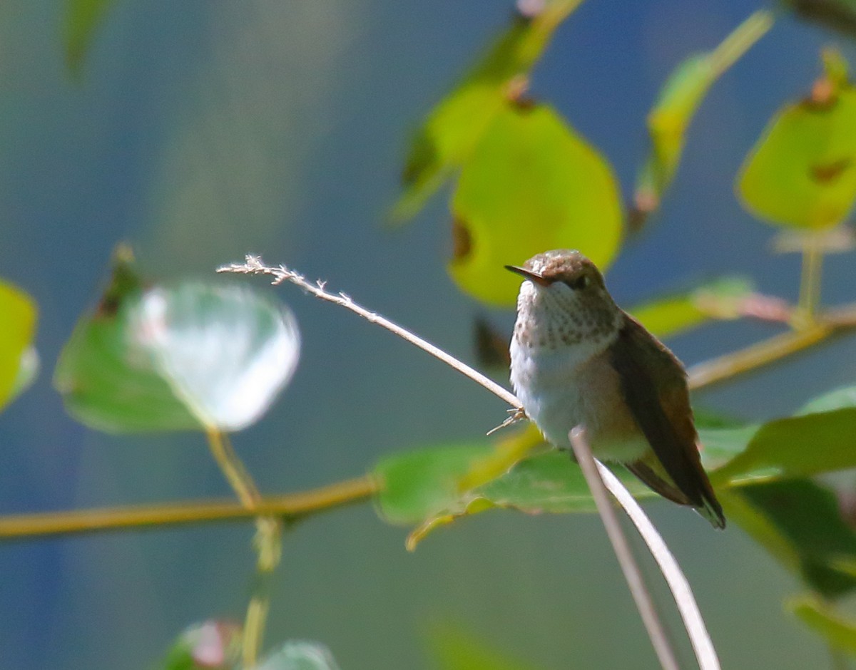 Rufous Hummingbird - ML346283531