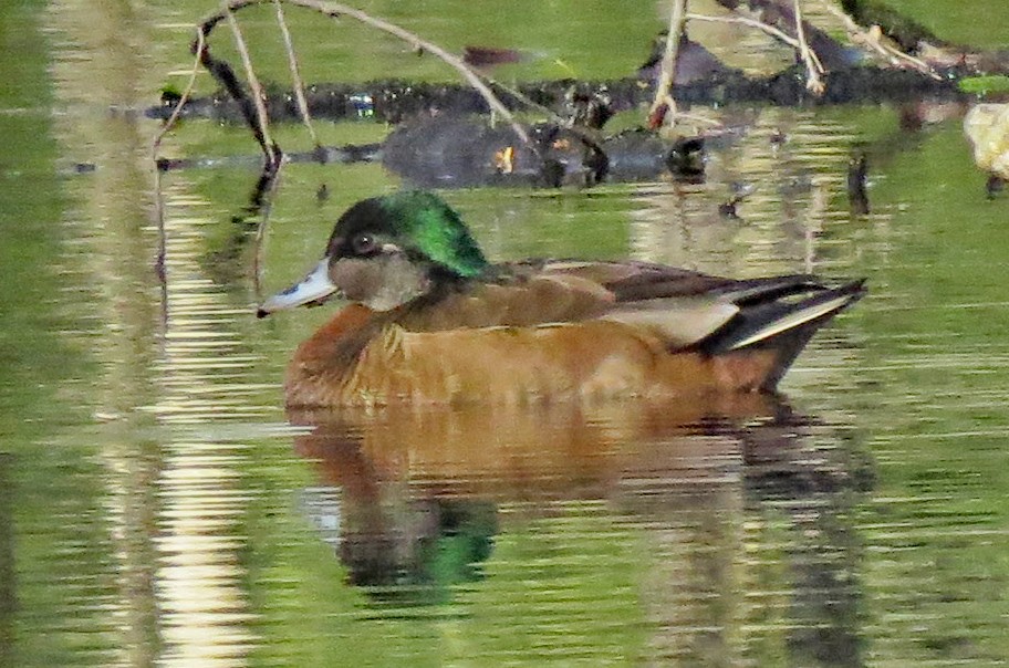 Wood Duck x Mallard (hybrid) - Don Gorney