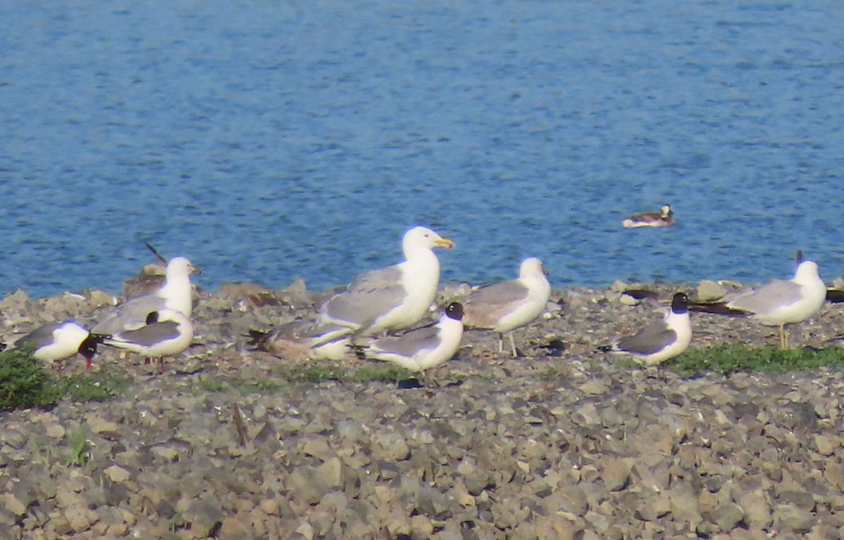 Glaucous-winged Gull - ML346284861