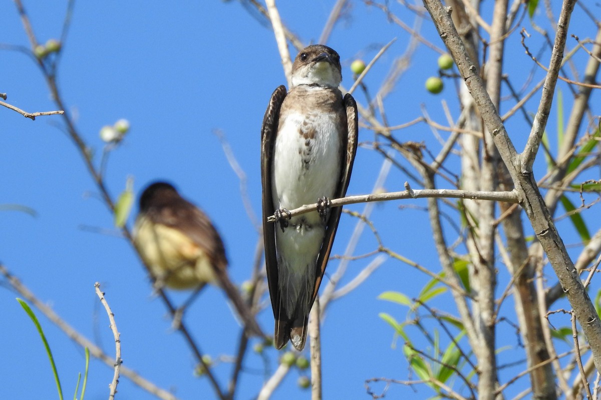 Golondrina Parda - ML346284931