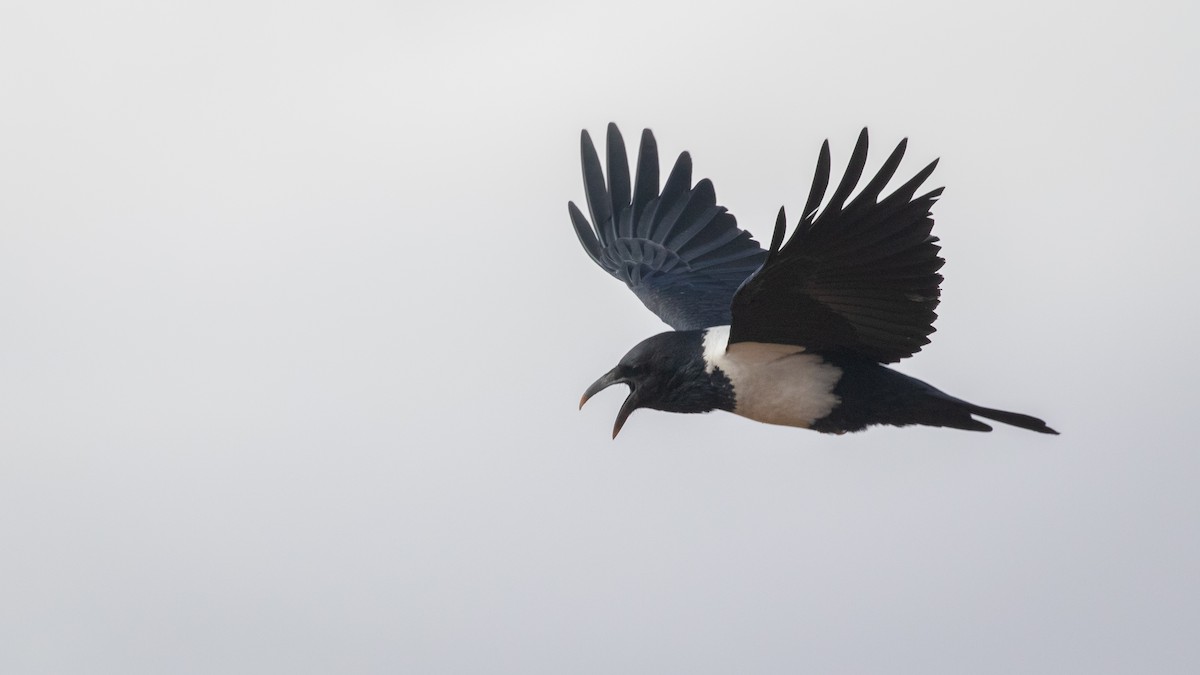 Pied Crow - ML346285291