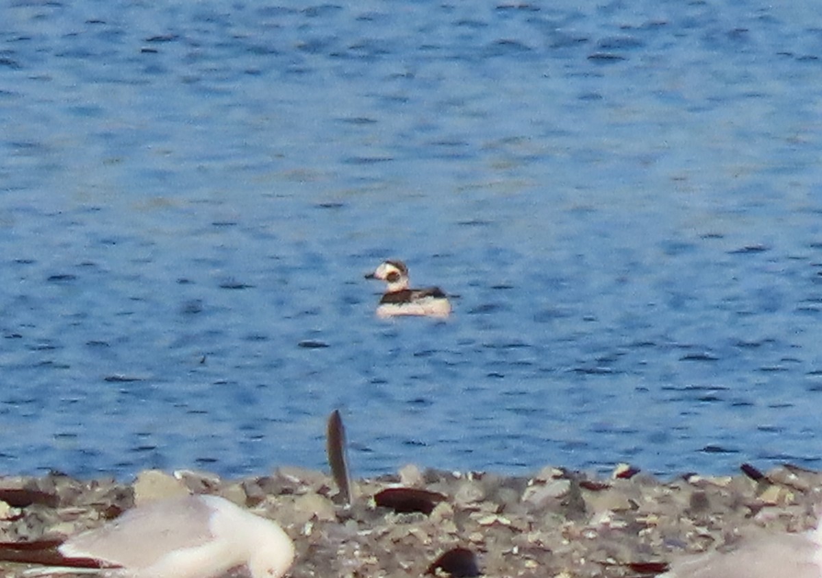 Long-tailed Duck - ML346286031