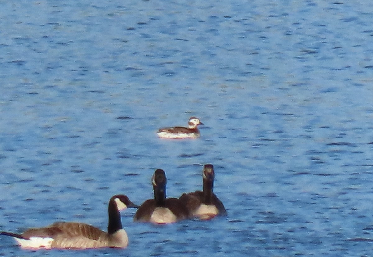 Long-tailed Duck - ML346286121